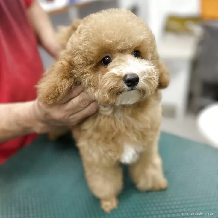 ID:2505-03734の子犬