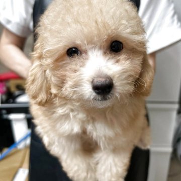 トイプードル(タイニー)【沖縄県・女の子・2025年3月13日・アプリコット】の写真「甘えん坊🐶✨」