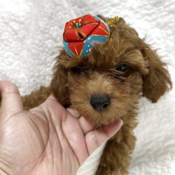 トイプードル(トイ)【沖縄県・男の子・2025年7月1日・レッド】の写真「パパ譲りの骨太🐶✨」