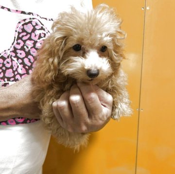 ティーカッププードルのブルー・グレー系の子犬を探す