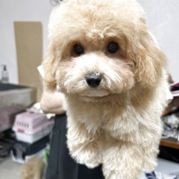 ビションプー(トイプードル×ビションフリーゼ)【沖縄県・男の子・2025年6月25日・アプリコット】の写真「甘えん坊💖」