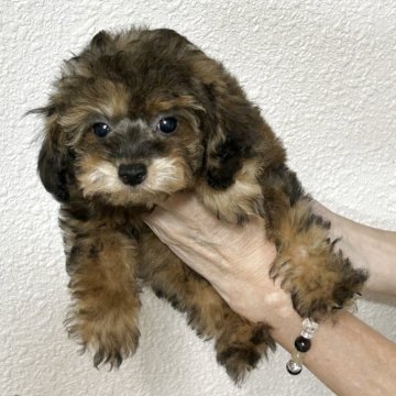 タイニープードル【沖縄県・女の子・2025年7月16日・ファントム】の写真「虎毛模様のファントムちゃん🐶✨」