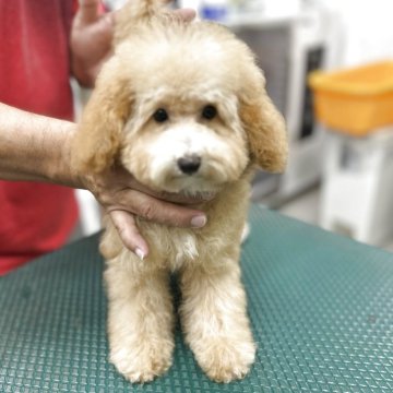 タイニープードル【沖縄県・女の子・2025年1月17日・アプリコット】の写真「お顔に白いポイント✨🐶」