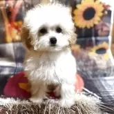 ティーカッププードル【沖縄県・女の子・2025年5月22日・アプリコット】の写真2「小ぶり🐶💕」