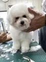 ビションフリーゼ【沖縄県・男の子・2025年5月15日・ホワイト】の写真6「そろそろ遊びたいなぁ〜🐶✨」