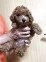 トイプードル(トイ)【沖縄県・男の子・2025年7月1日・レッド】の写真7「お茶目さん🐶です💖」