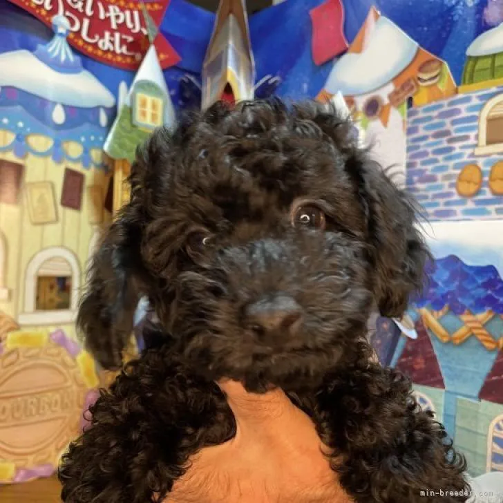 ID：2212-03039の子犬