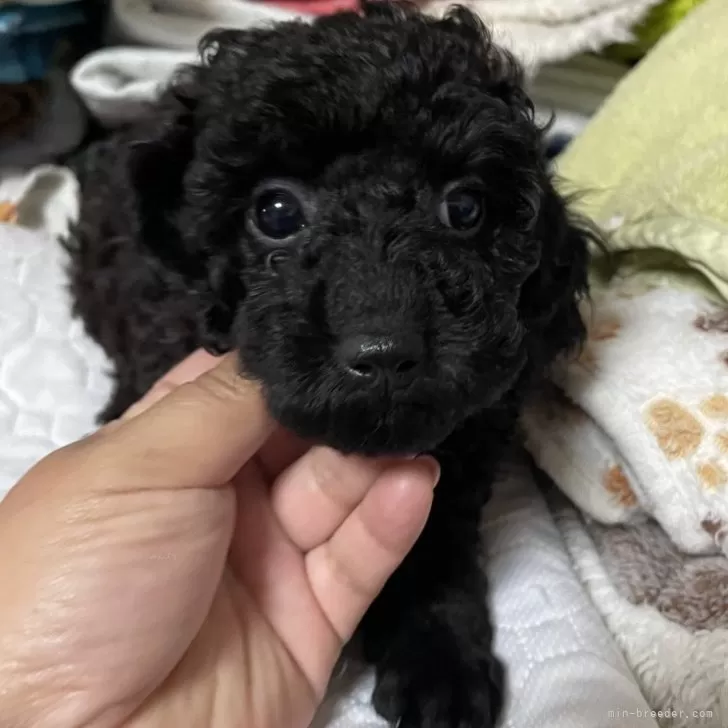 ID：2407-05187の子犬