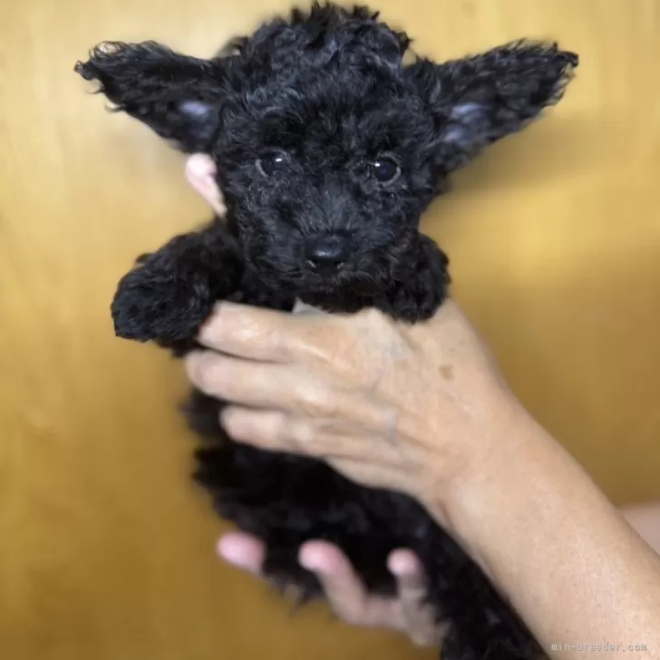 ID:2408-01168の子犬