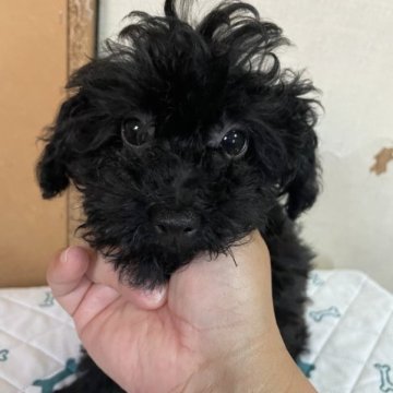 トイプードル(タイニー)【沖縄県・女の子・2022年10月9日・ブラック】の写真「遊び好き！活発💨
ママ似🐶の美人さん💕」