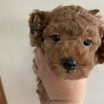 トイプードル(トイ)【沖縄県・男の子・2024年7月7日・レッド】の写真「甘えん坊🐶✨」