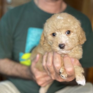 トイプードル(トイ)【沖縄県・男の子・2022年12月20日・アプリコット】の写真「食欲旺盛🐶❤️」
