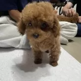 タイニープードル【沖縄県・女の子・2024年5月31日・レッド】の写真1「遊び好き❤️」