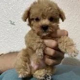 ティーカッププードル【沖縄県・男の子・2022年4月27日・アプリコット】の写真1「身体は小さいが！食欲旺盛！！！(^^)2ヶ月で600グラムなので、ティーカップサイズ予想です」