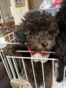 トイプードル【・男の子・2021年7月14日・パーティーカラー】「お目目パッチリのハンサムくん🐶✨」