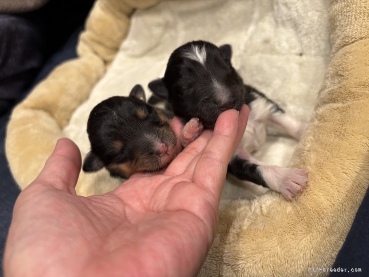 立松はるみブリーダーのブログ：シェルティの子犬が生まれました