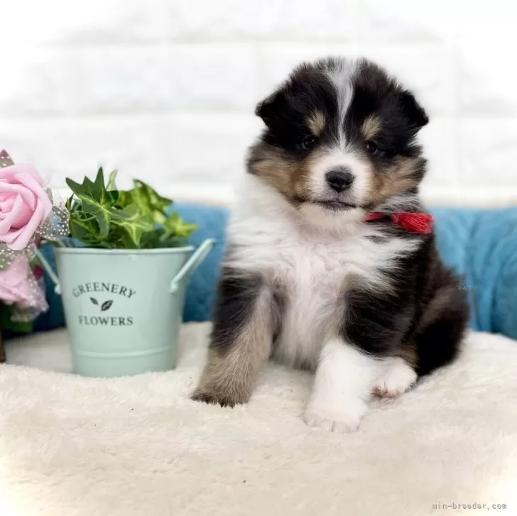 ID:2403-03631の子犬