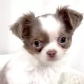 チワワ(ロング)