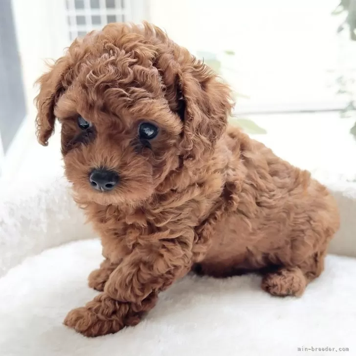 ID:2411-00609の子犬