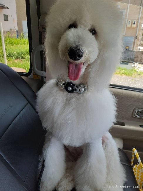 お母さん犬です♡｜小林　美和(こばやし　みわ)ブリーダー(広島県・スタンダードプードルなど・JKC登録)の紹介写真2