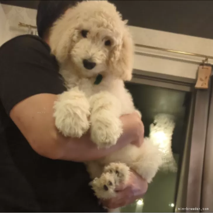 ID：2412-00228の子犬