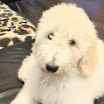 スタンダードプードル【広島県・女の子・2024年10月11日・ホワイト】の写真「年末年始の見学大歓迎です(^^)」