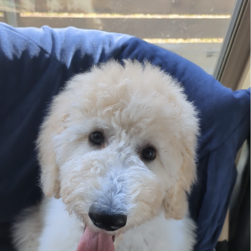 スタンダードプードル【広島県・女の子・2024年10月11日・ホワイト】の写真「お気軽にお問い合わせ下さい★」