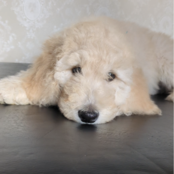 スタンダードプードル【広島県・女の子・2024年10月11日・ホワイト】の写真「お気軽にご連絡下さい★」