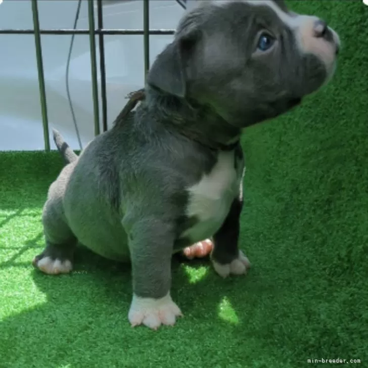ID:2404-02239の子犬