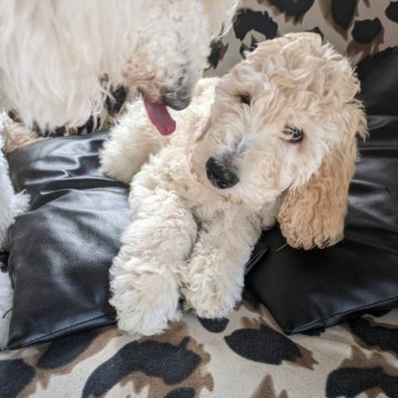 スタンダードプードル【広島県・男の子・2023年12月14日・ホワイト系】の写真「自宅で大切に綺麗に育てています♥️ご質問お気軽に★」