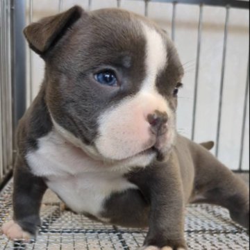 アメリカンブリー【広島県・男の子・2024年2月17日・ブルー】の写真「とても可愛いエキゾチックブリーです」