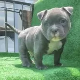 アメリカンブリー【広島県・男の子・2024年2月17日・ブルー】の写真1