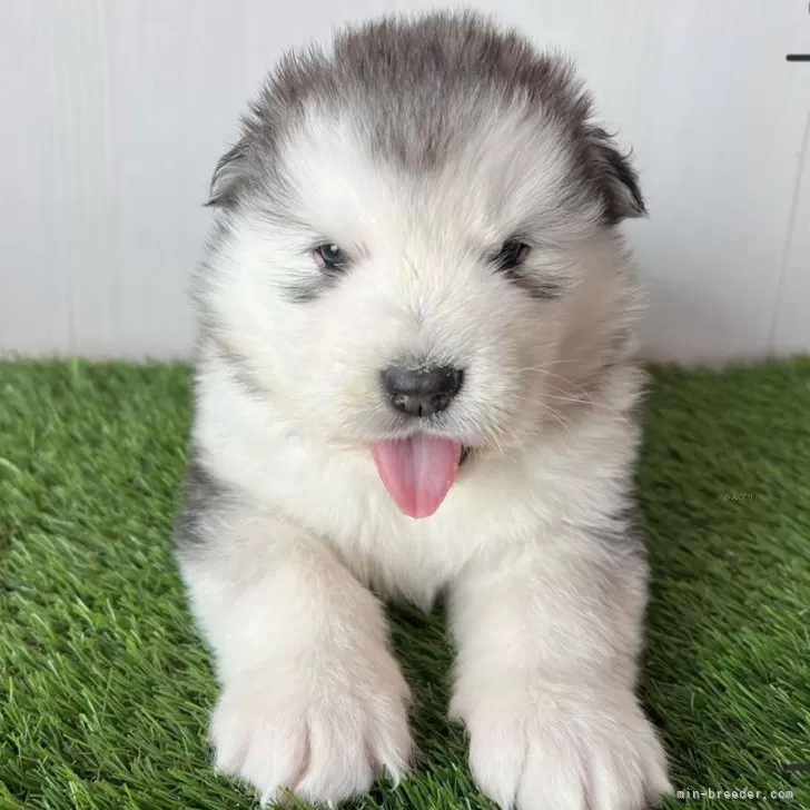 ID:2503-03524の子犬