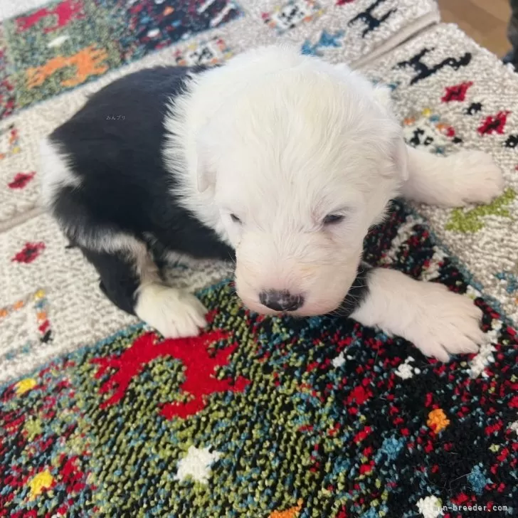 ID:2501-06050の子犬