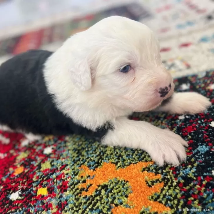 ID：2501-06053の子犬