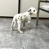 ダルメシアン