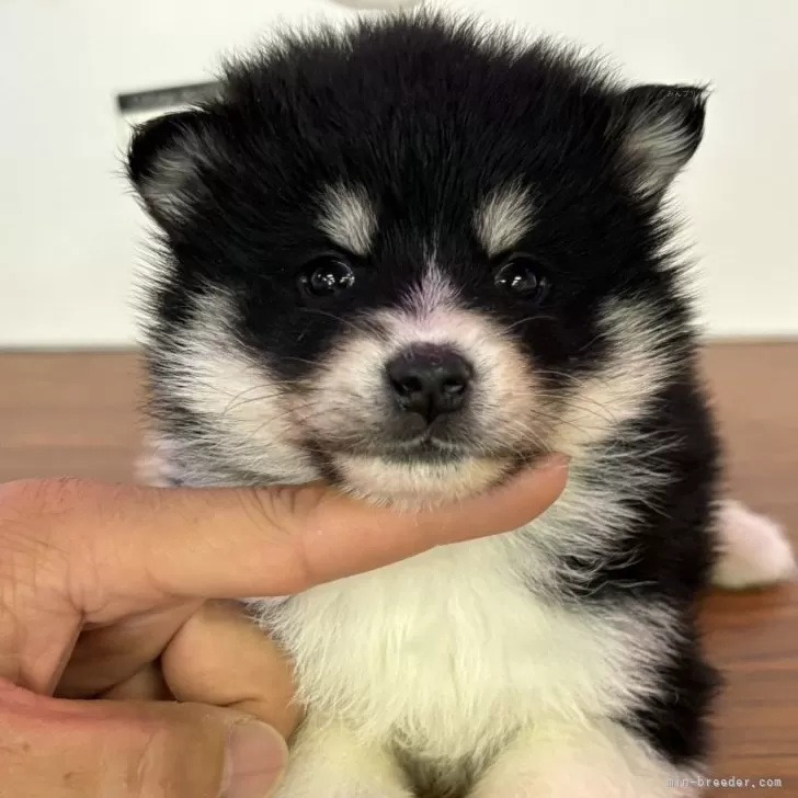 ID:2405-03053の子犬