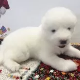 サモエド【栃木県・女の子・2024年9月2日・白】の写真1