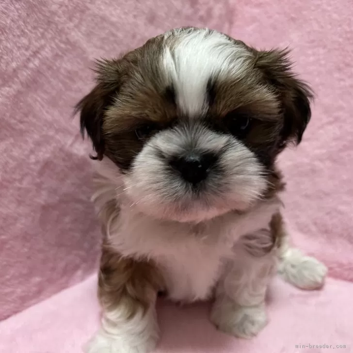 ID:2501-08261の子犬