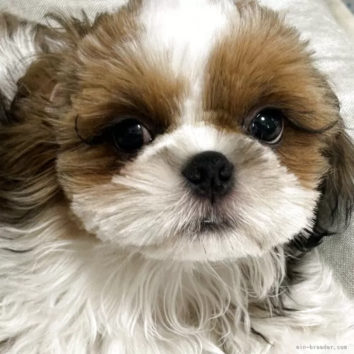 ID：2504-05453の子犬