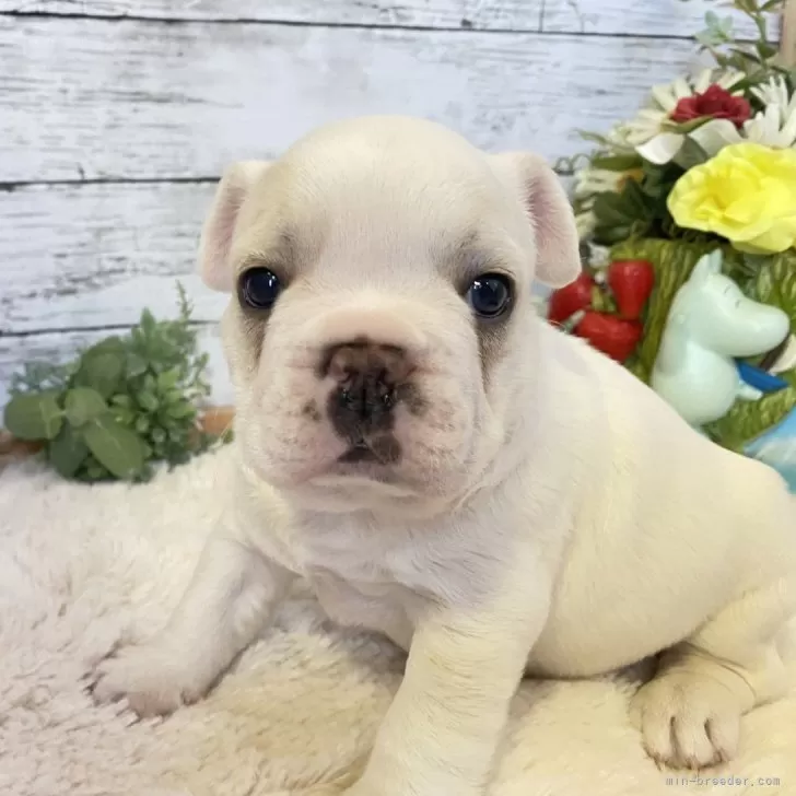 ID:2501-01621の子犬