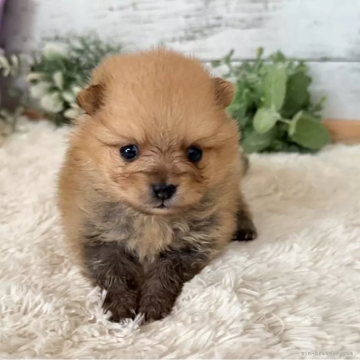 ID：2506-06695の子犬