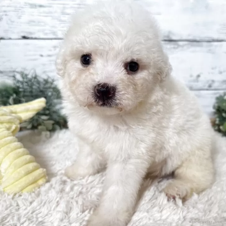 ID:2508-00518の子犬