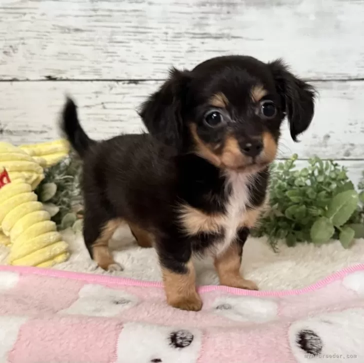 ID：2511-07471の子犬