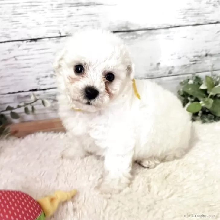 ID:2508-08864の子犬