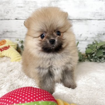 ポメラニアン【群馬県・女の子・2025年3月3日・オレンジ】の写真「4月29日まで♡たぬき顔✨シャイで甘えん坊✨」