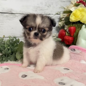 ペキチワ(ペキニーズ×チワワ)【群馬県・女の子・2025年9月10日・パーティー】の写真「とっても元気✨足短‼︎マズル短‼︎ペキチワちゃん✨」