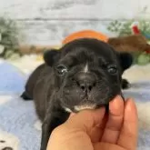 フレンチブルドッグ