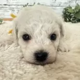 ビションフリーゼ
