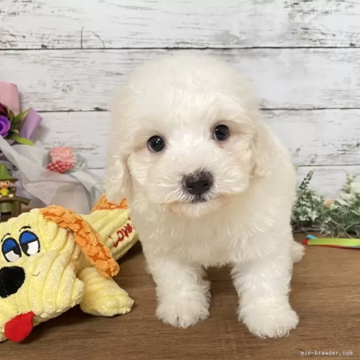 ID：2408-06174の子犬